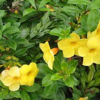 Allamanda blanchetii