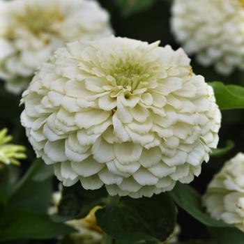 Zinnia elegans 'White' 