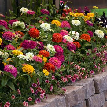 Zinnia elegans Zesty™ Mix