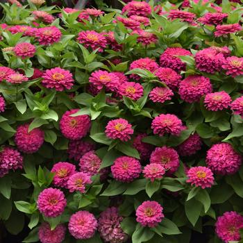 Zinnia elegans 'Pink' 