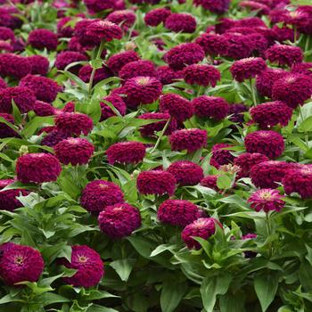 Zinnia elegans Zesty™ 'Purple'