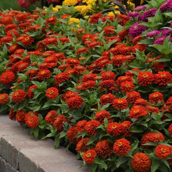 Zinnia elegans 'Scarlet' 