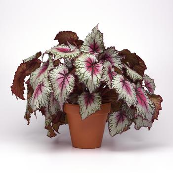 Begonia rex-cultorum 'Pink Splash' 