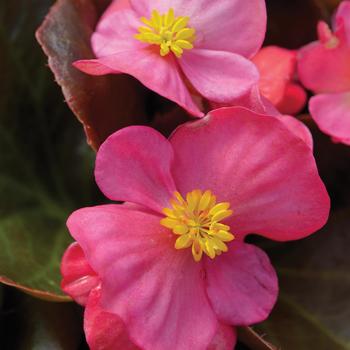 Begonia semperflorens 'Rose' 