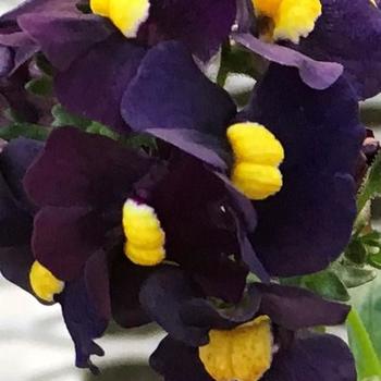 Nemesia fruticans Sunglow™ 'Dark Purple'