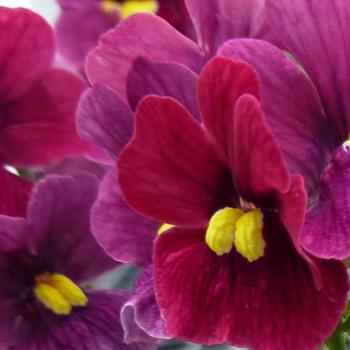 Nemesia fruticans Sunglow™ 'Red'