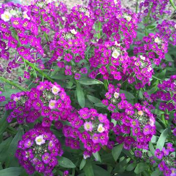 Lobularia 'Dark Purple' 