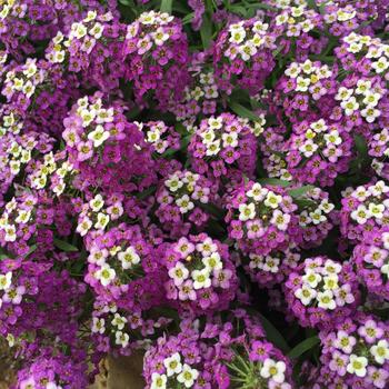 Lobularia 'Purple White Bicolor' 