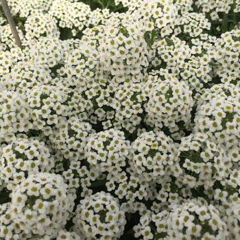 Lobularia 'White' 