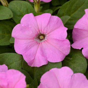 Petunia 'Pink Pearl' 