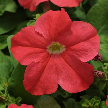 Petunia Pretty Grand™ 'Coral'