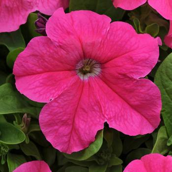 Petunia Pretty Grand™ 'Deep Pink'