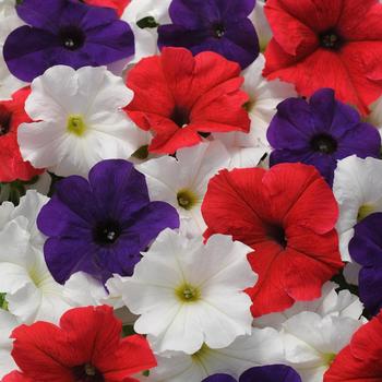 Petunia 'Flag Mix' 