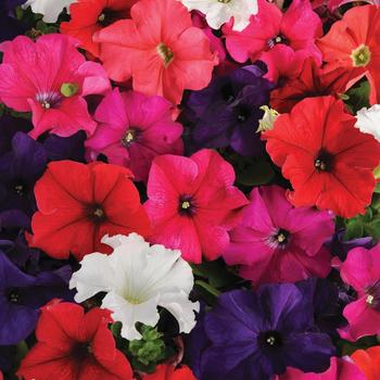 Petunia Pretty Grand™ 'Mix'