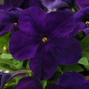 Petunia 'Midnight' 