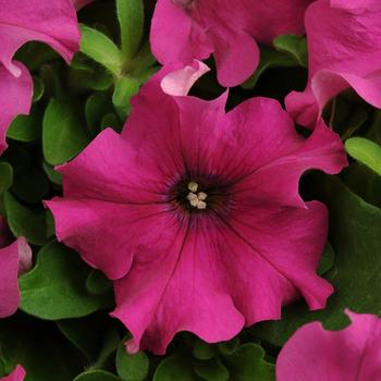 Petunia 'Purple' 