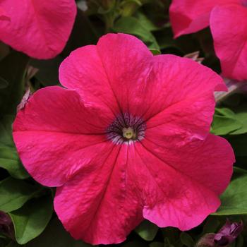 Petunia 'Rose' 