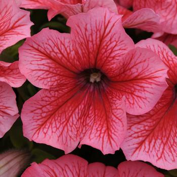 Petunia 'Summer' 