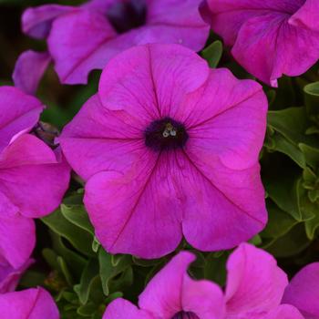 Petunia Pretty Grand™ 'Violet'