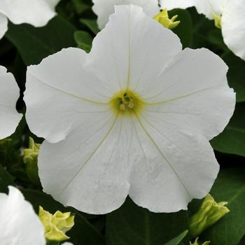 Petunia 'White' 