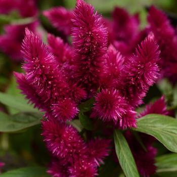 Celosia argentea 'Intenz Dark Purple' 