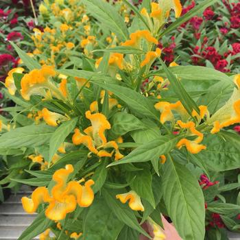 Celosia cristata 'Twisted Yellow Improved'