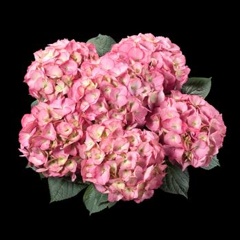 Hydrangea macrophylla 'H211904' PP25411