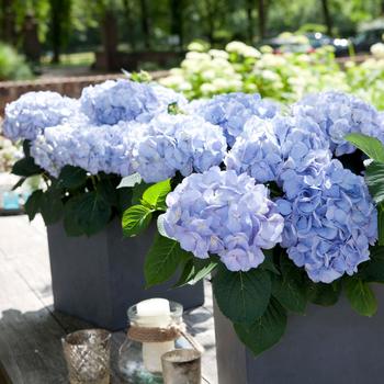 Hydrangea macrophylla Kanmara® 'Blue'