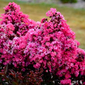 Lagerstroemia indica 'Brew Ha Ha' 