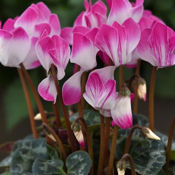 Cyclamen persicum Indiaka® 'Bright Purple'