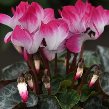 Cyclamen persicum Indiaka® 'Magenta'