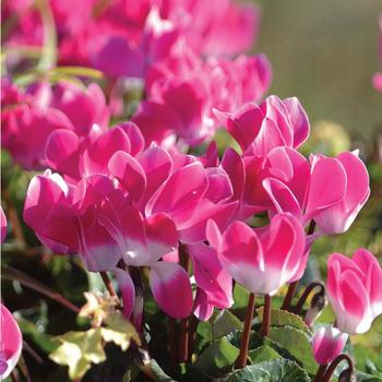 Cyclamen persicum Indiaka® 'Rose'