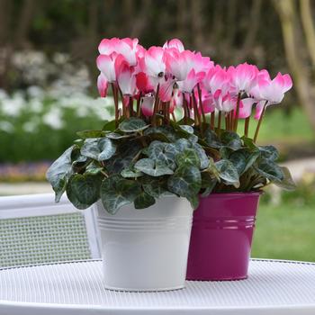 Cyclamen persicum Indiaka® 'Salmon'