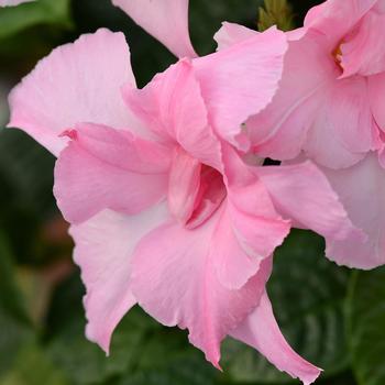 Mandevilla Summer Romance™ 'Double Pink'