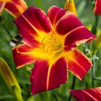 Hemerocallis 'VER00322' PP29136