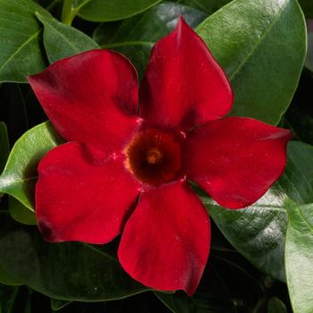 Mandevilla Madinia™ Deep Red