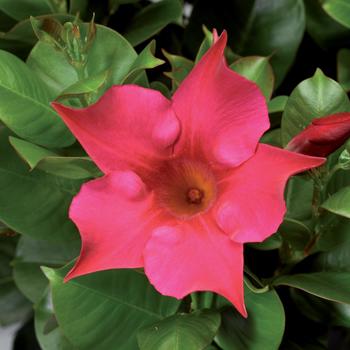 Mandevilla Madinia™ 'Hot Pink'