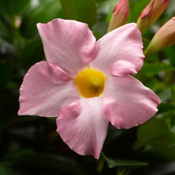 Mandevilla 'Pink' 