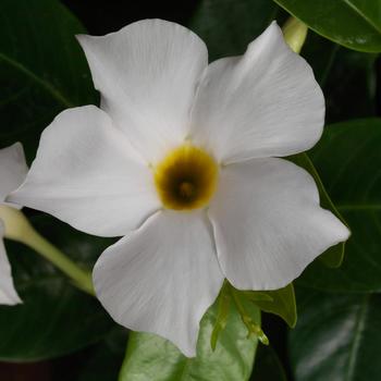 Mandevilla 'White' 