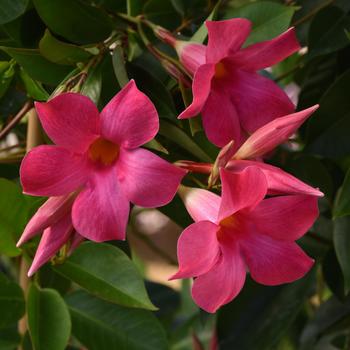 Mandevilla sanderi 'Dundee Pink'