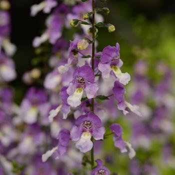 Angelonia angustifolia 'Blue Bicolor' 