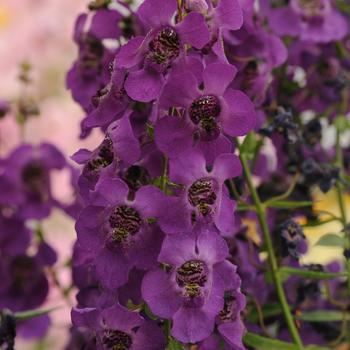 Angelonia angustifolia 'Dark Purple' 