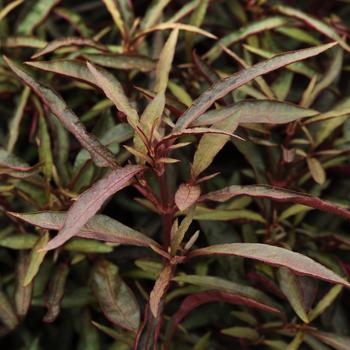 Alternanthera 'Red Threads'