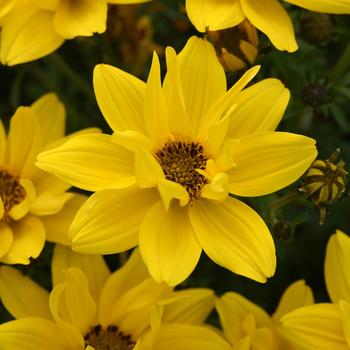 Bidens ferulifolia 'Sun Drop Compact Double Yellow' 