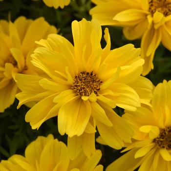 Bidens ferulifolia 'Sun Drop Double Yellow'