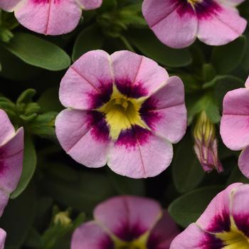 Calibrachoa 'Little Pink Star' 