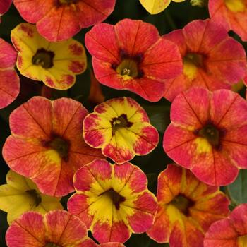 Calibrachoa 'Diva Orange' 