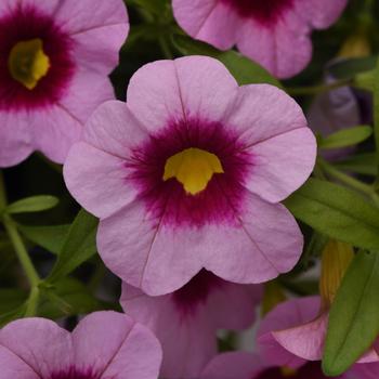 Calibrachoa Cabaret® 'Light Pink Kiss'