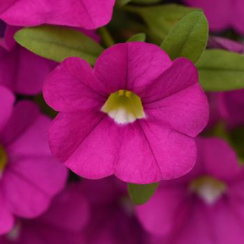 Calibrachoa 'Pink Improved' 