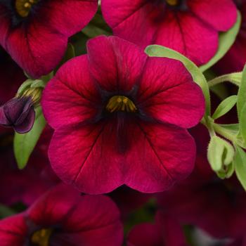 Calibrachoa 'Rose Improved' 